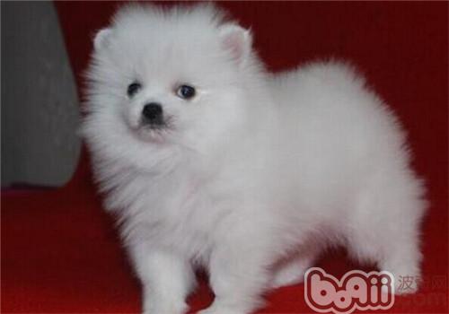 Why do dogs like to eat paper-
