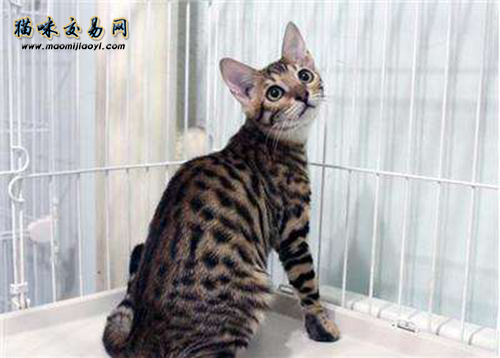 What types of pet cats cost around 2,000 yuan-