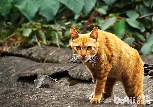 What are the types of Chinese garden cats-