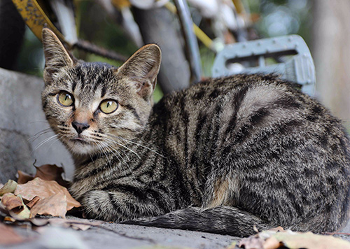 Pet cat price: What kind of cat can I buy with an estimated budget of 500 yuan? ? 