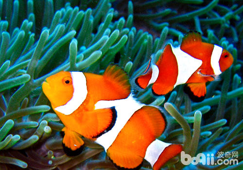 Introduction to clownfish species