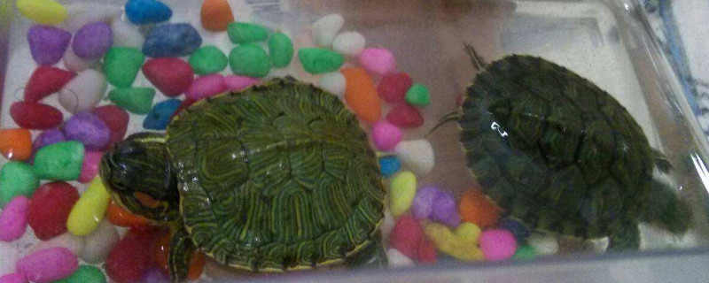 Should turtle food be eaten dry or put in water-