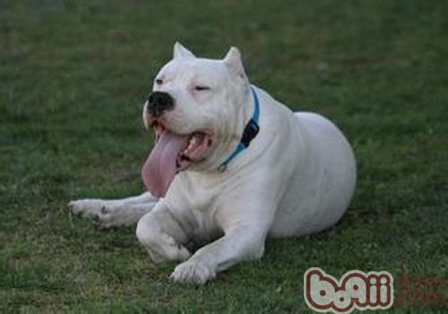 What do dogs eat during weaning period-