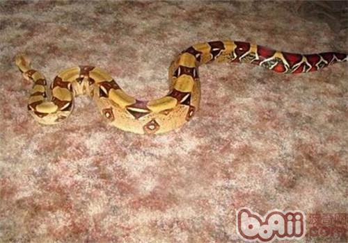 Introduction to red-tailed anaconda species