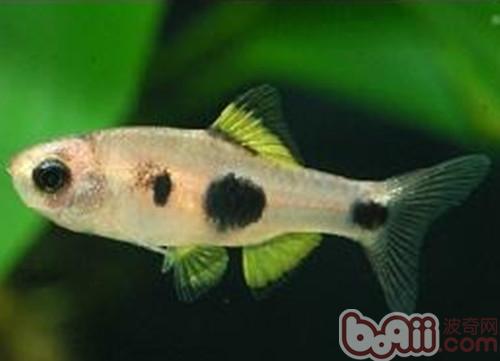 Introduction to the species of crucian carp