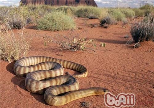 Morphological characteristics of the Taipan snake
