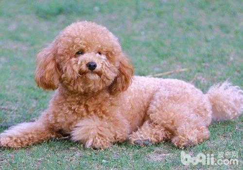 What to do if your poodle has bad breath