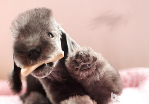 What are the dogs that are less susceptible to allergies-