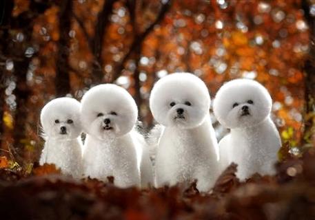 The difference between Bichon Frize and Teddy_1