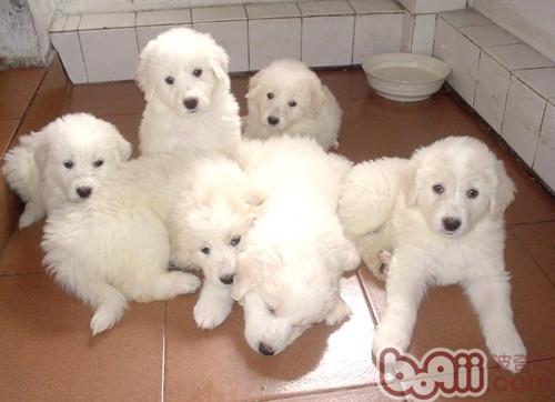 Puppies and senior dogs need special care in winter
