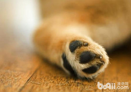 How to take care of the health of your dog