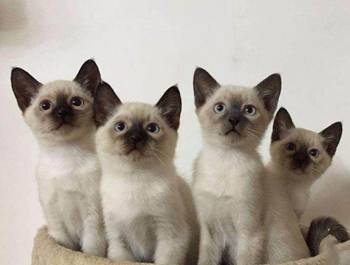 Pet Cat Hospital reminds- What should I do if my hand is scratched by a pet cat-