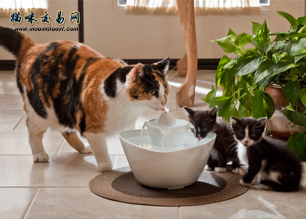 Why do British shorthair cats sell better than other pet cats-_1