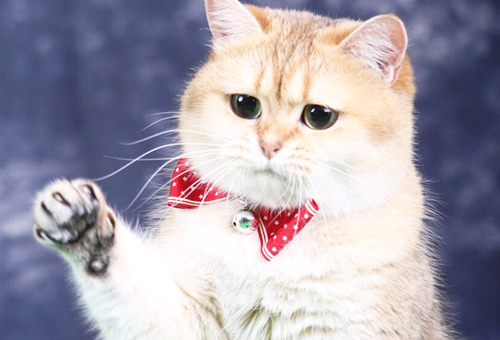 Price trends of purebred Scottish Fold cats from regular catteries in 2021!