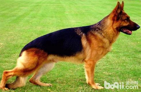 Which one is more powerful, the green dog or the German shepherd