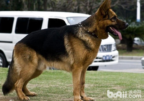 How to tell if a dog is purebred