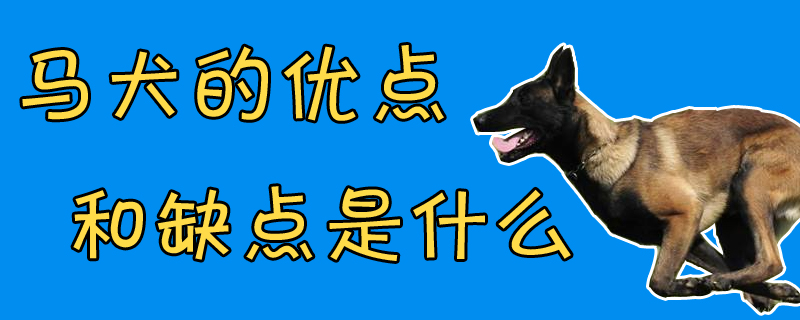 What are the advantages and disadvantages of the Horse Dog