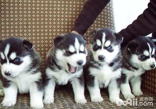 What are the problems with the proliferation of stray dogs-