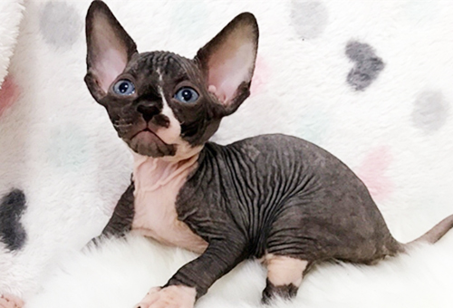 How to sell purebred American shorthair live pet cats in Nanjing-