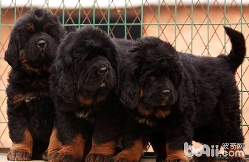Is Tibetan Mastiff easy to raise- How much does one cost-