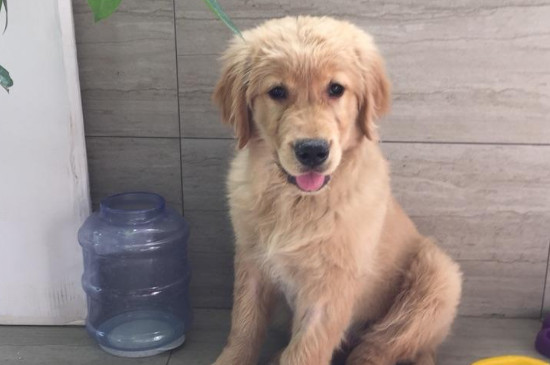 The puppy