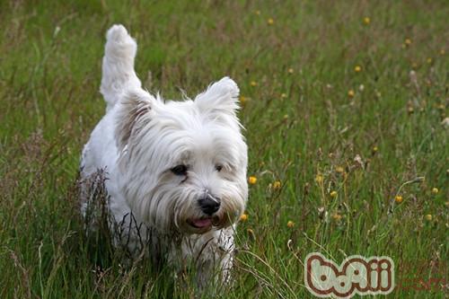 Proposals for raising pets and dogs