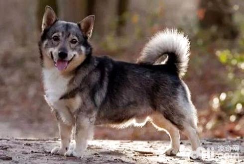 What are the dogs with short legs- An inventory of short-legged dogs