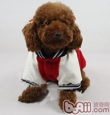 I started to make cold clothes for dogs