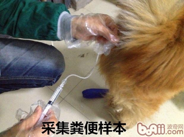 Dog goes to hospital The need for dry feces examination