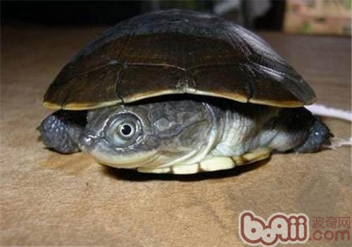 Swamp side-necked turtle species introduction