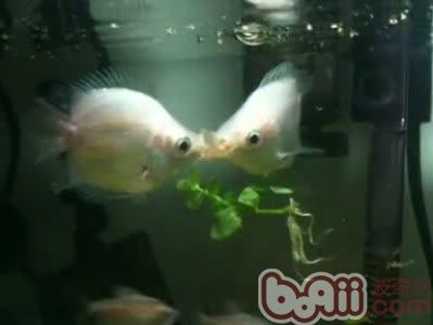 Introduction to the top ten common tropical fish species