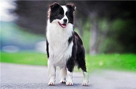 Today we’re talking about dogs – how to train a Border Collie to walk-