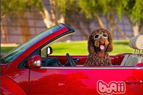 What to do if your dog gets carsick