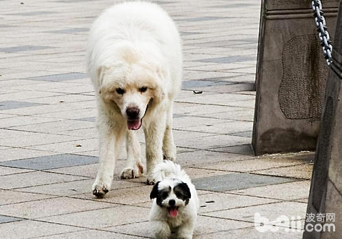 What are the conditions and care for dogs
