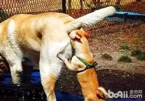 Why do dogs like to sniff each other