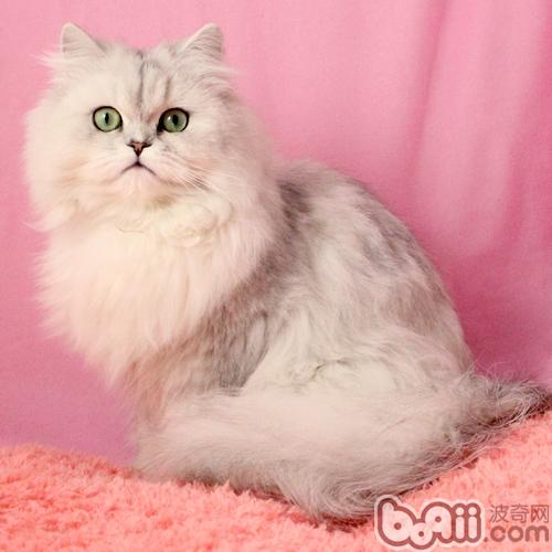 The TOP5 most popular cats