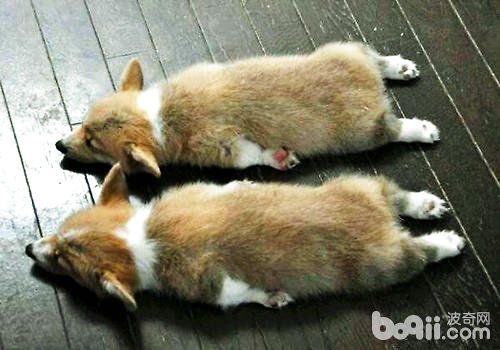 Why do Welsh Corgis have their tails docked-