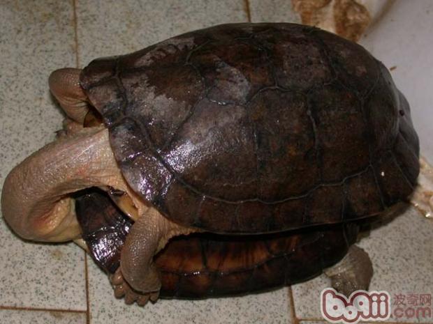 Introduction to the feeding of closed-shell turtles (pictures)