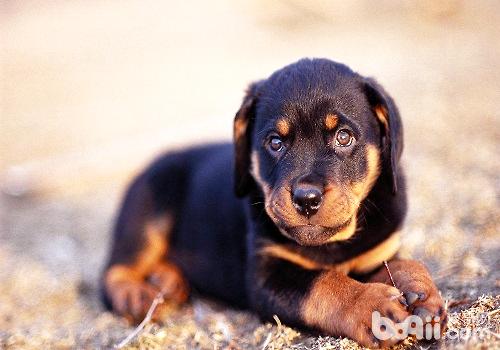 What should I do if my dog ​​is too active? 
