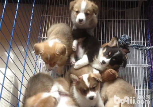 What should we pay attention to when raising puppies