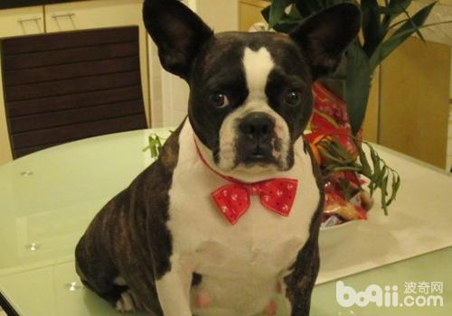 How to differentiate between a French Bulldog and a Boston Terrier
