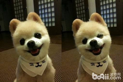 What about Pomeranians- At what price can I buy it-