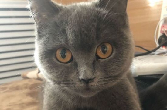What can cats eat if they don