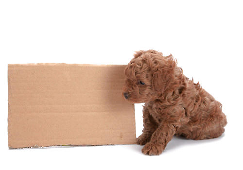 What should I do if my puppy doesn’t eat dog food-_2