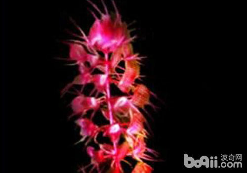 Utriculariaceae aquatic grass breeding method