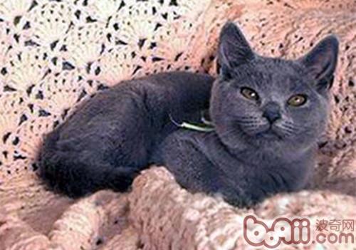 Introduction to Carter Cat