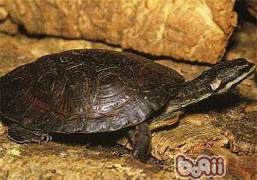 Species introduction of masked side-necked turtle