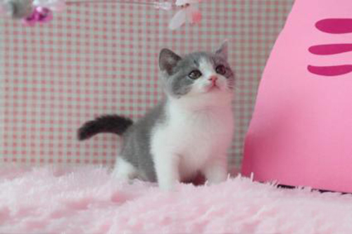 What are the care methods for British Shorthair cats