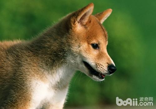 What are the criteria for a good Shiba Inu-