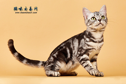 How to train American shorthair cats to be smarter?